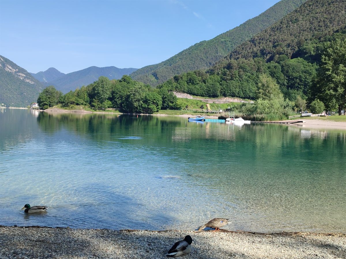 Le anatre sulla riva del Lago di Ledro al mattino, con i pontili sullo sfondo