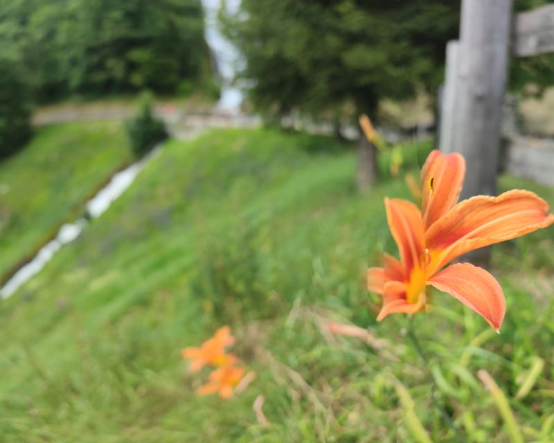 Fiori lungo il sentiero vicino a casa
