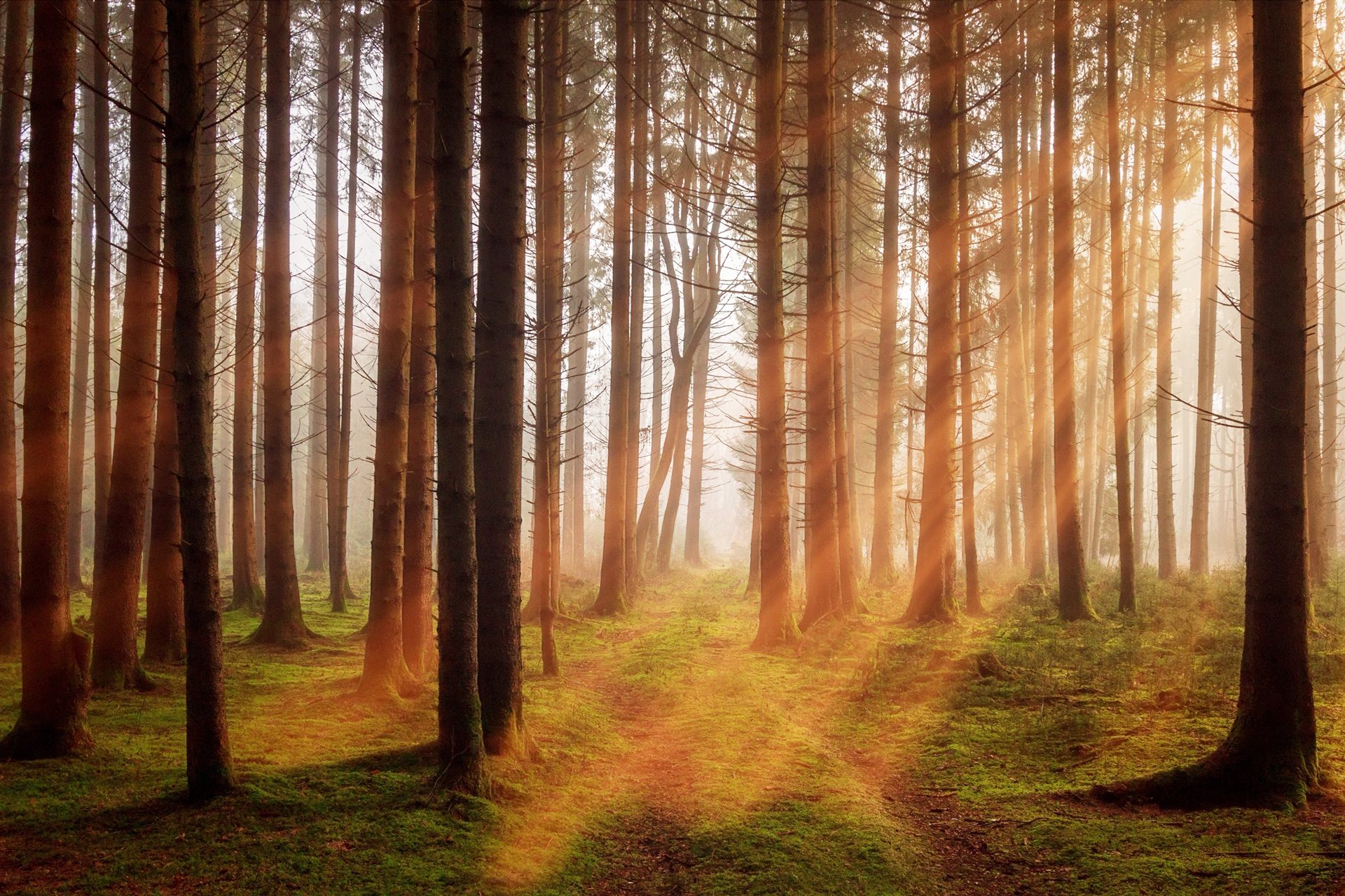 Un sentiero nel bosco attraversato dai raggi del sole tra la nebbia del mattino
