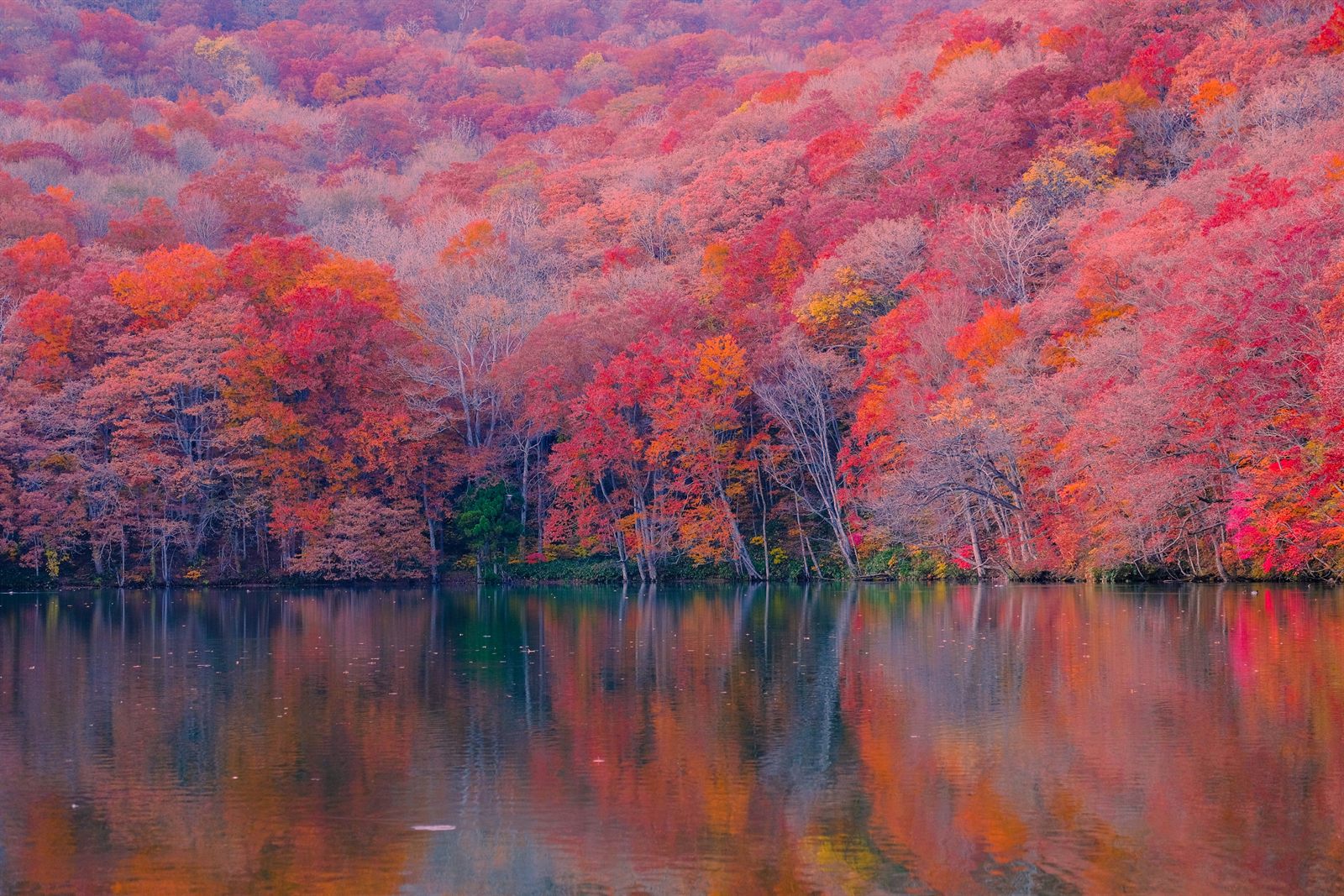 Il bosco in veste autunnale che si specchia nel lago